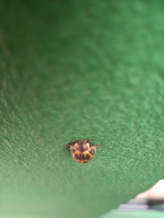 Epilachna paenulata