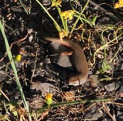 Trachylepis variegata