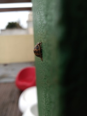 Epilachna paenulata