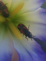 Arthrobrachus nigromaculatus