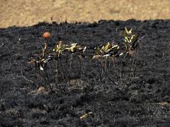 Leucospermum gerrardii image