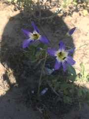 Leucocoryne coquimbensis