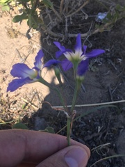 Leucocoryne coquimbensis