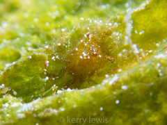 Thersandrus compressus