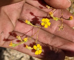 Deinandra pentactis