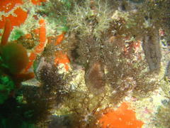 Pentacta doliolum