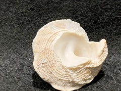 Bellastraea squamifera