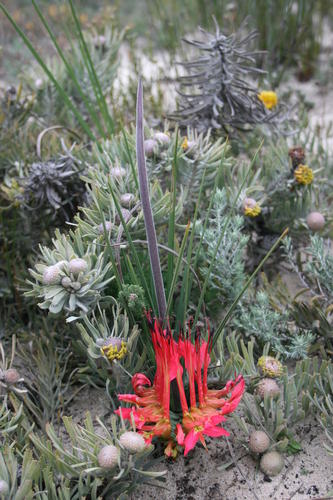 Babiana ringens