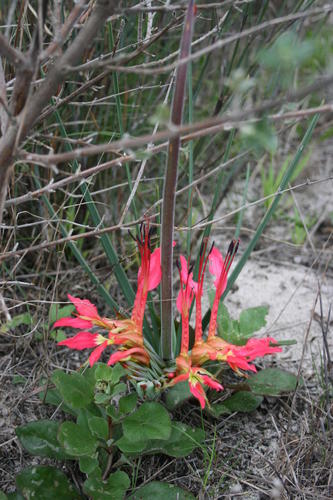 Babiana ringens