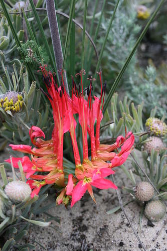 Babiana ringens