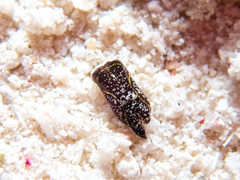 Camachoaglaja berolina