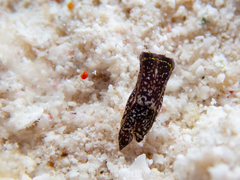 Camachoaglaja berolina