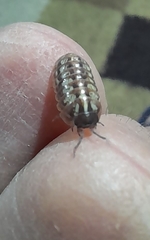 Armadillidium vulgare
