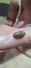 Armadillidium vulgare
