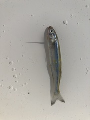 Atherinops affinis
