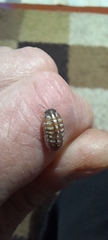 Armadillidium vulgare