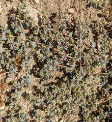 Euphorbia ocellata