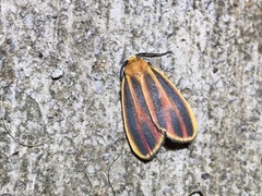 Hypoprepia miniata
