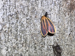 Hypoprepia miniata
