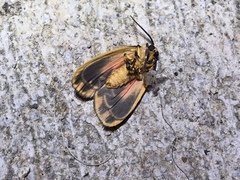 Hypoprepia miniata