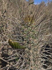 Trichocereus nigripilis