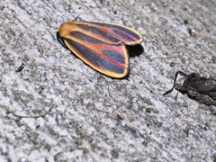 Hypoprepia miniata
