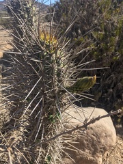 Trichocereus nigripilis