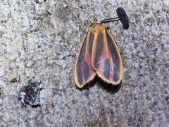 Hypoprepia miniata