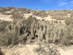 Trichocereus nigripilis