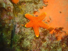 Fromia schultzei