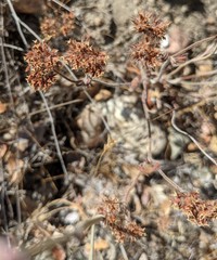 Chorizanthe douglasii