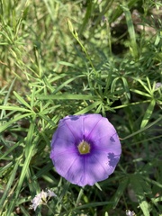 Ipomoea ternifolia leptotoma