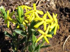 Lasiosiphon splendens