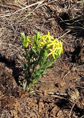 Lasiosiphon splendens