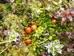 Coprosma perpusilla perpusilla