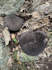 Tylopilus alboater
