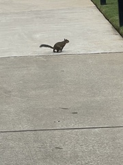 Sciurus carolinensis