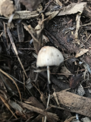 Coprinellus impatiens