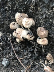 Coprinellus impatiens