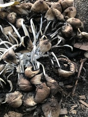 Coprinellus impatiens
