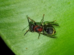 Ropalidia erythrospila