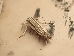 Polyhymno luteostrigella