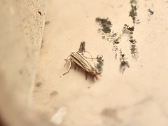 Polyhymno luteostrigella