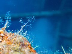 Nemalecium lighti