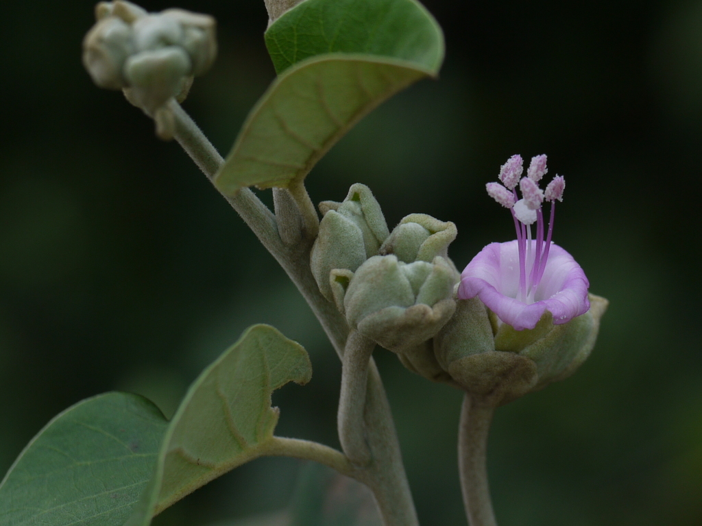 Argyreia osyrensis (Argyreia osyrensis)