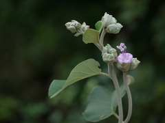 Argyreia osyrensis