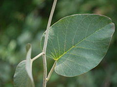 Argyreia osyrensis
