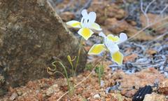 Moraea serpentina