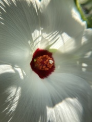 Hibiscus biseptus