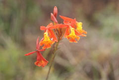 Epidendrum ibaguense
